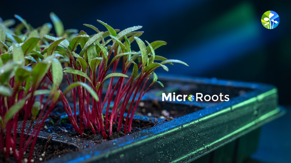 Healthy Microgreens Farming Sprouts