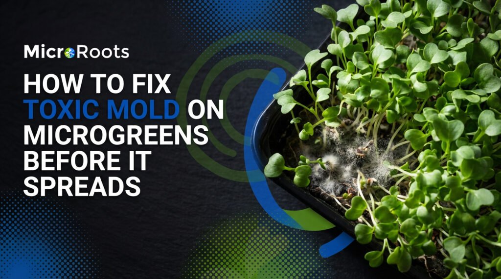 How to Fix Toxic Mold on Microgreens