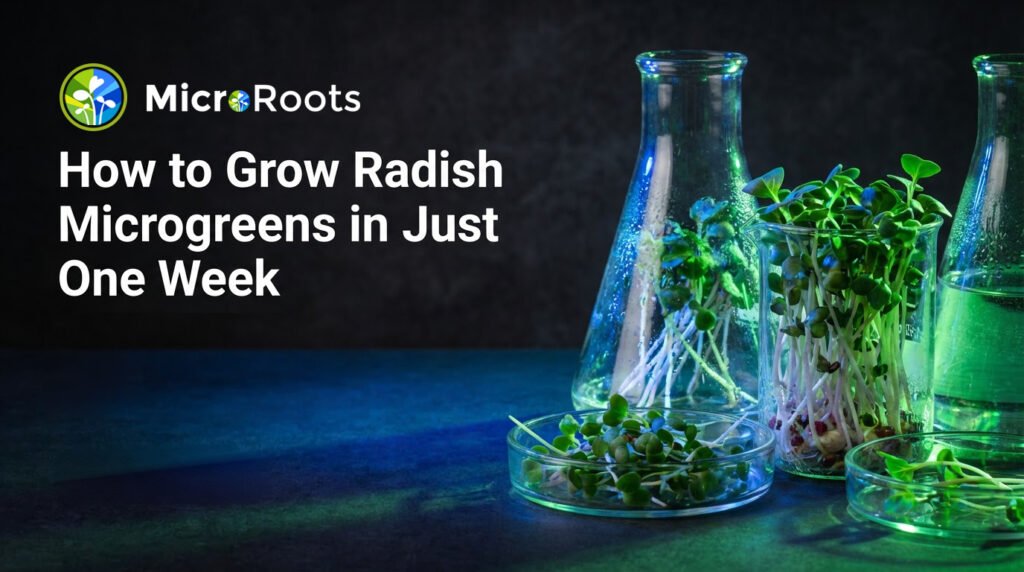 How to Grow Radish Microgreens in Just One Week
